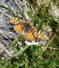 Phyciodes orseis