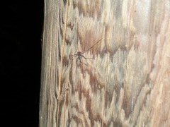 Paraphrynus raptator