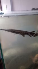 Atractosteus tropicus