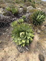 Agave shawii shawii
