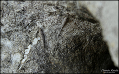 Machilinus rupestris