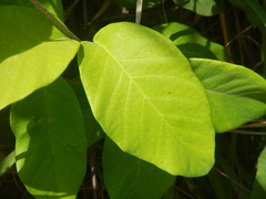 Stigmaphyllon floribundum