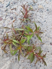 Chamaenerion angustifolium
