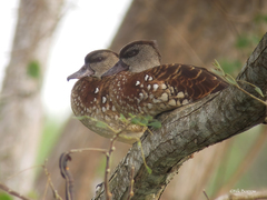 Spotted Whistling-Duck photo 2