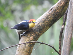 Melanerpes flavifrons