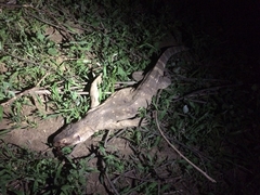 Varanus albigularis microstictus