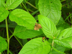Alagoasa bipunctata perennis