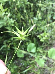 Carex folliculata