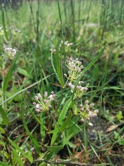 Asclepias longifolia