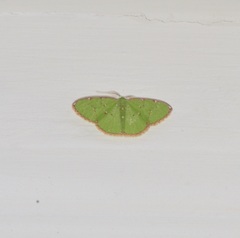 Chlorochromodes dialitha