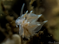 Amphorina linensis
