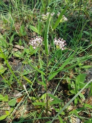 Asclepias longifolia