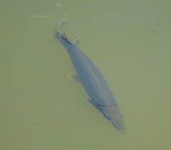 Lepisosteus platostomus