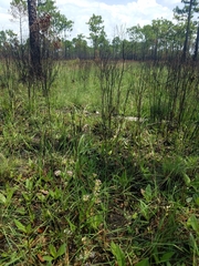 Asclepias longifolia