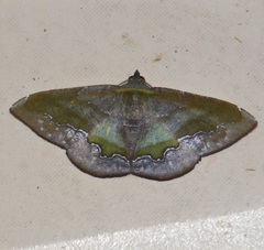 Fascellina meligerys