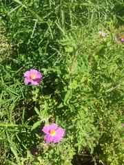 Cistus creticus eriocephalus