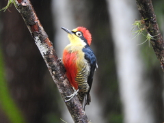 Melanerpes flavifrons