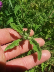 Cistus creticus eriocephalus