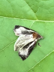 Olethreutes inornatana