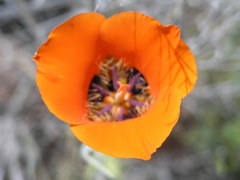 Calochortus kennedyi kennedyi