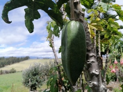 Vasconcellea × pentagona