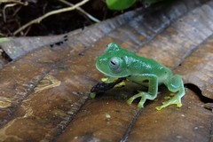 Nymphargus posadae