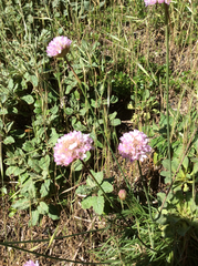 Armeria maritima californica