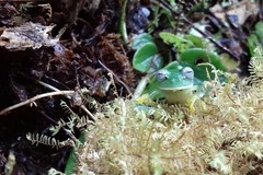Nymphargus posadae