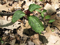 Trillium recurvatum
