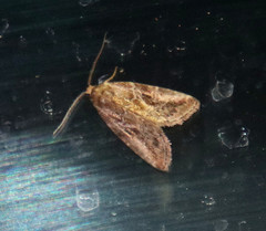 Diastema cnossia