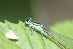 Ischnura elegans