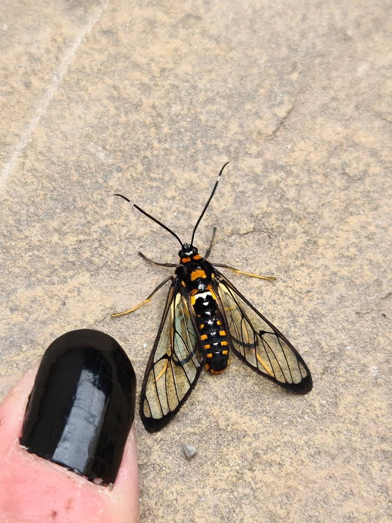Pheia flavicincta