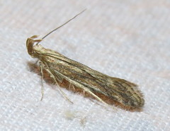Metzneria lappella