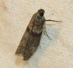 Meroptera pravella