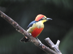 Melanerpes flavifrons