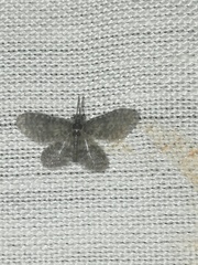 Nallachius pulchellus