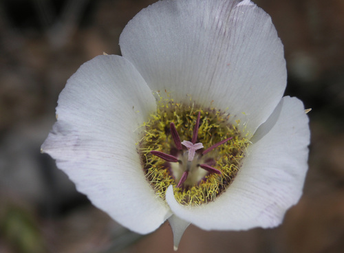 Arizona mariposa lily