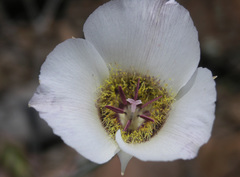 Calochortus ambiguus