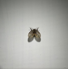 Clogmia albipunctata