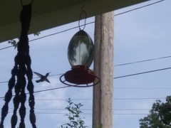 Archilochus colubris