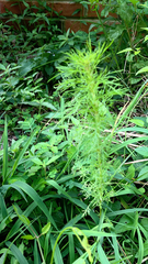 Eupatorium capillifolium