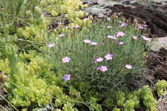 Dianthus hypanicus