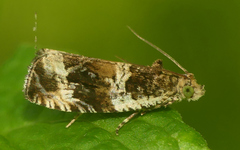 Olethreutes versicolorana