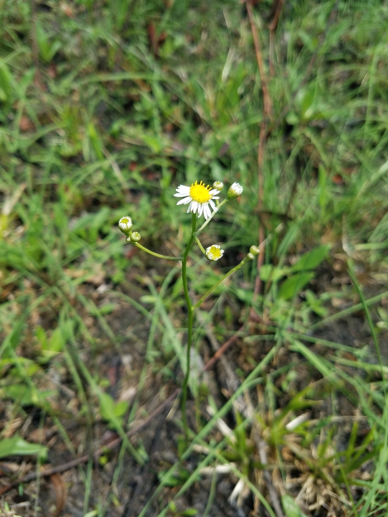 Early Whitetop Fleabane from Grand Bay National Estuarine Research ...