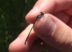 Ischnura damula