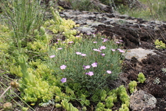 Dianthus hypanicus