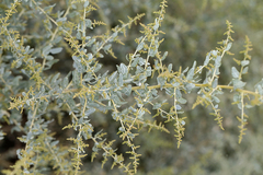 Atriplex torreyi torreyi