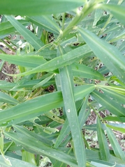 Zingiber officinale