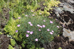 Dianthus hypanicus