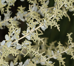 Atriplex torreyi torreyi